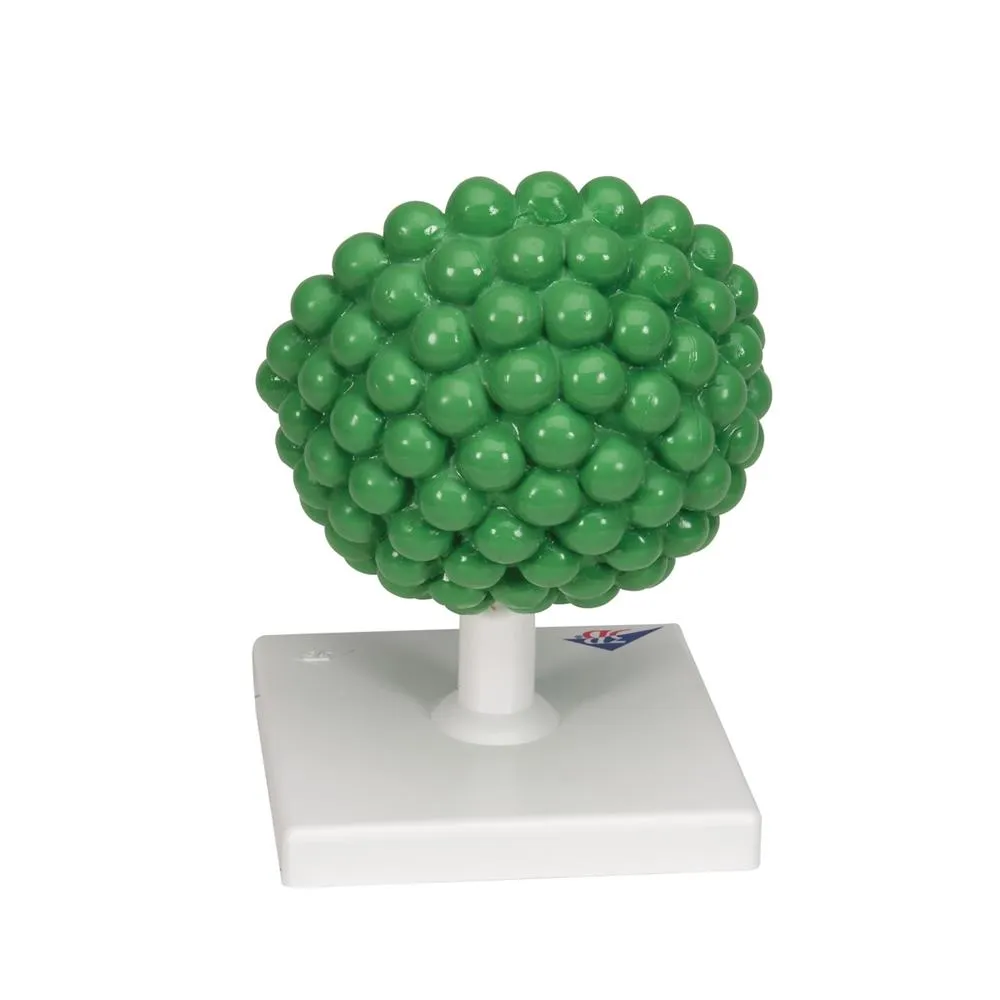 AIDS-Virus Model