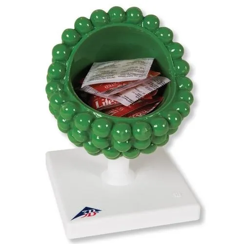 AIDS-Virus Model