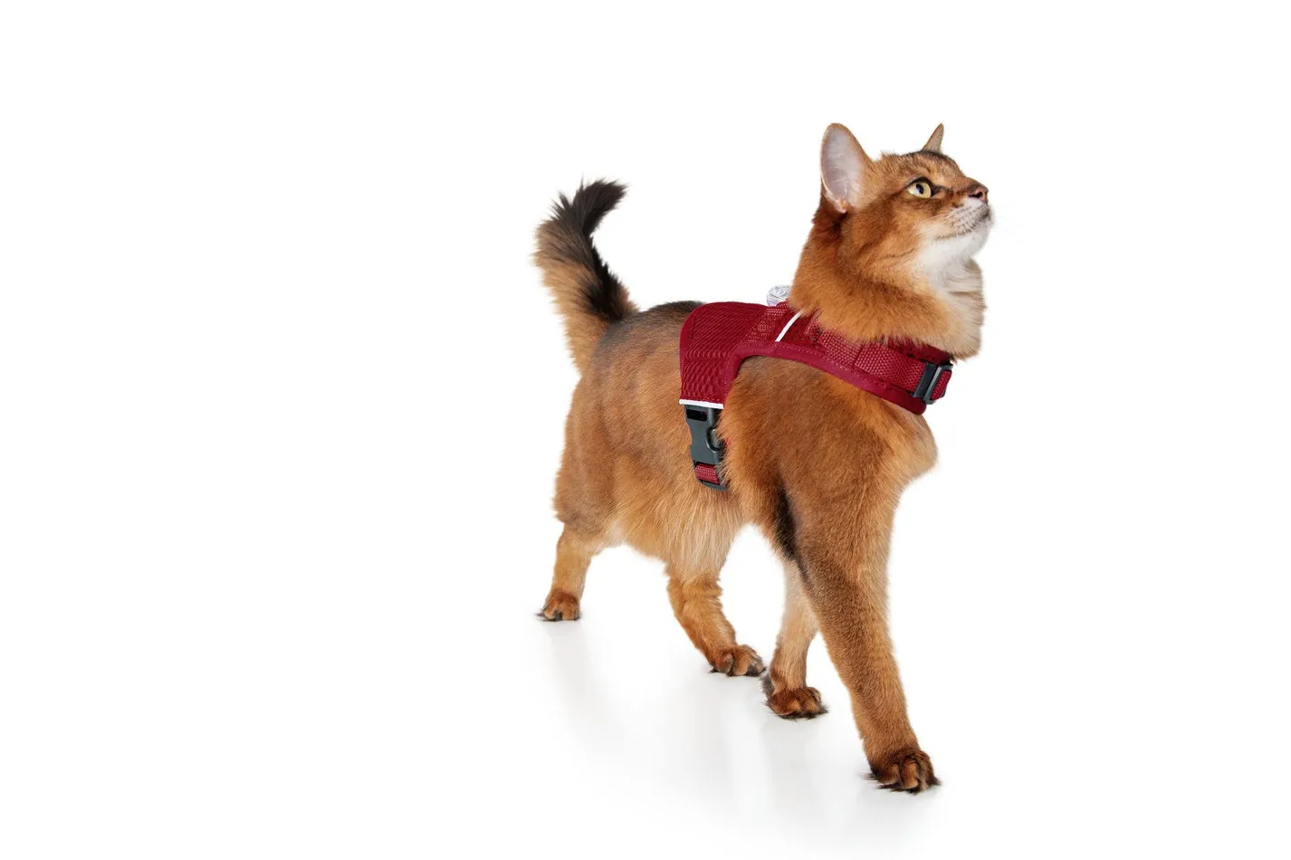 Martingale Calming Harness for Cats from Sleepypod